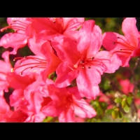 Azalee - Azalea Hinomayo (fam. Ericacees) (5)